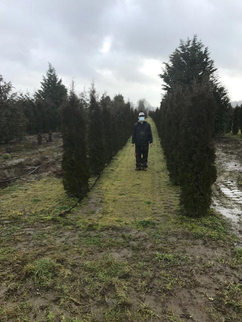 Excelsa Cedar Trees Available In Washington State